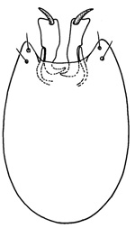 flexilis